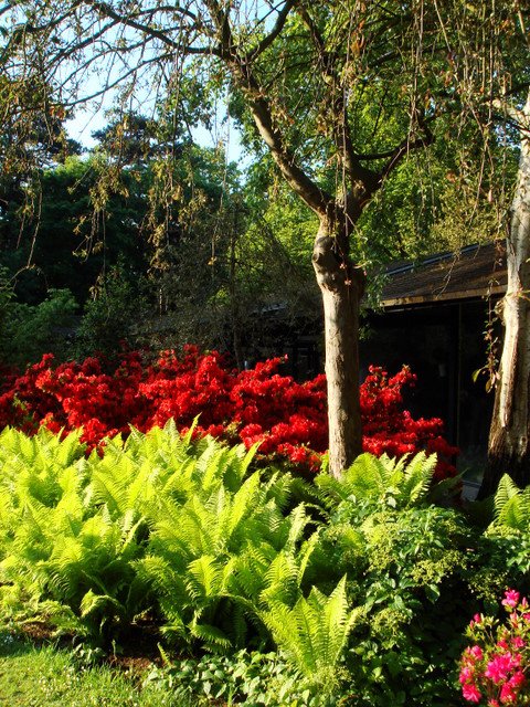 Matteucia et rhododendron
